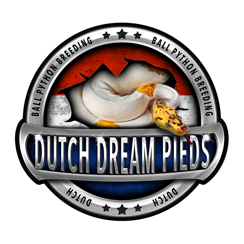 Dutch Dream Pieds