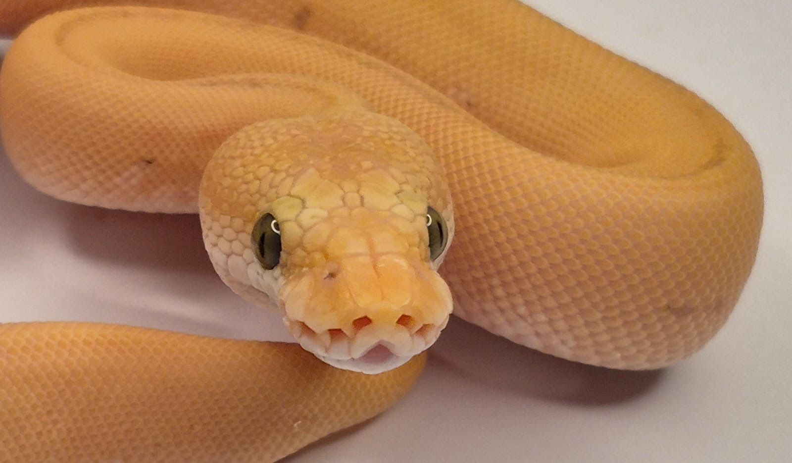 Great female addition to your DG Clown project