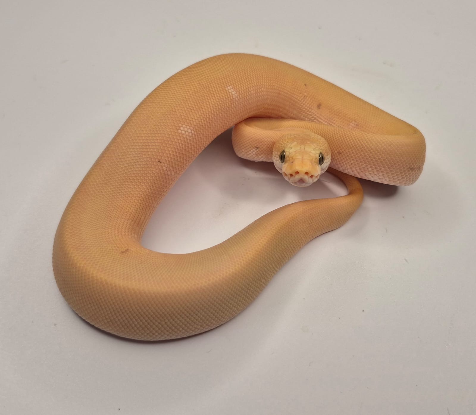 Great female addition to your DG Clown project