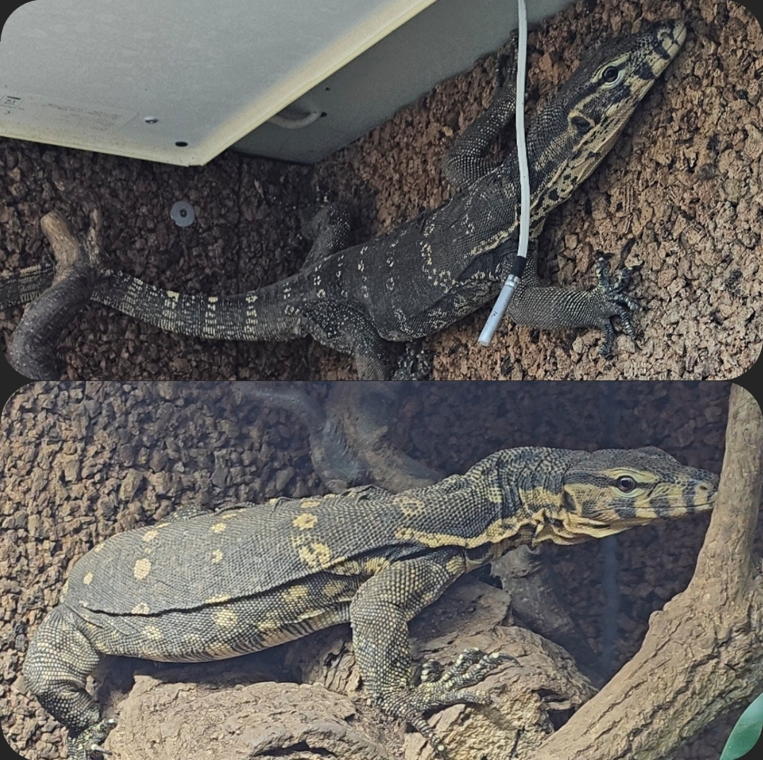 1.1 Varanus Salvator 100%het T- Albino 