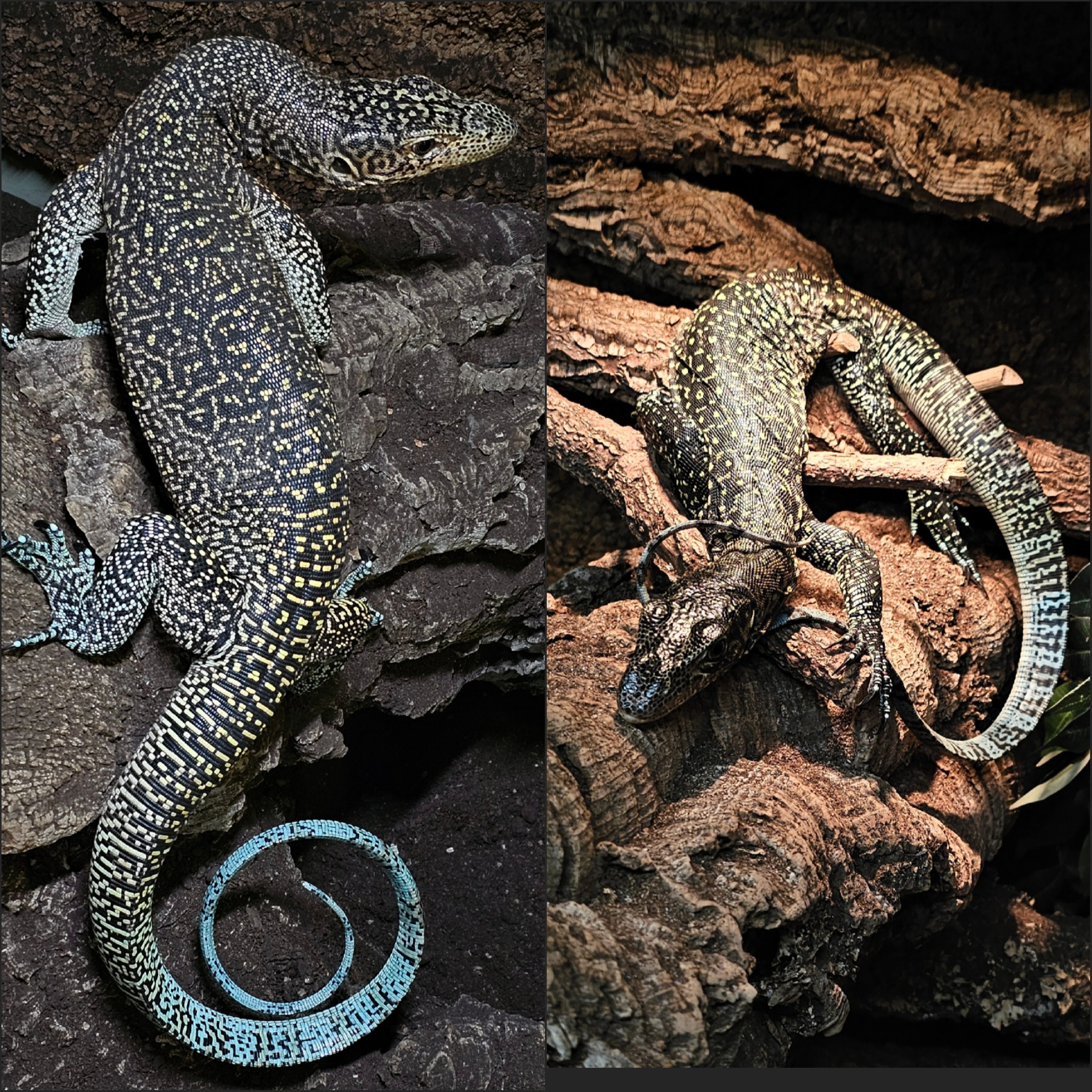 0.0.2 Varanus Doreanus - beautiful animals !