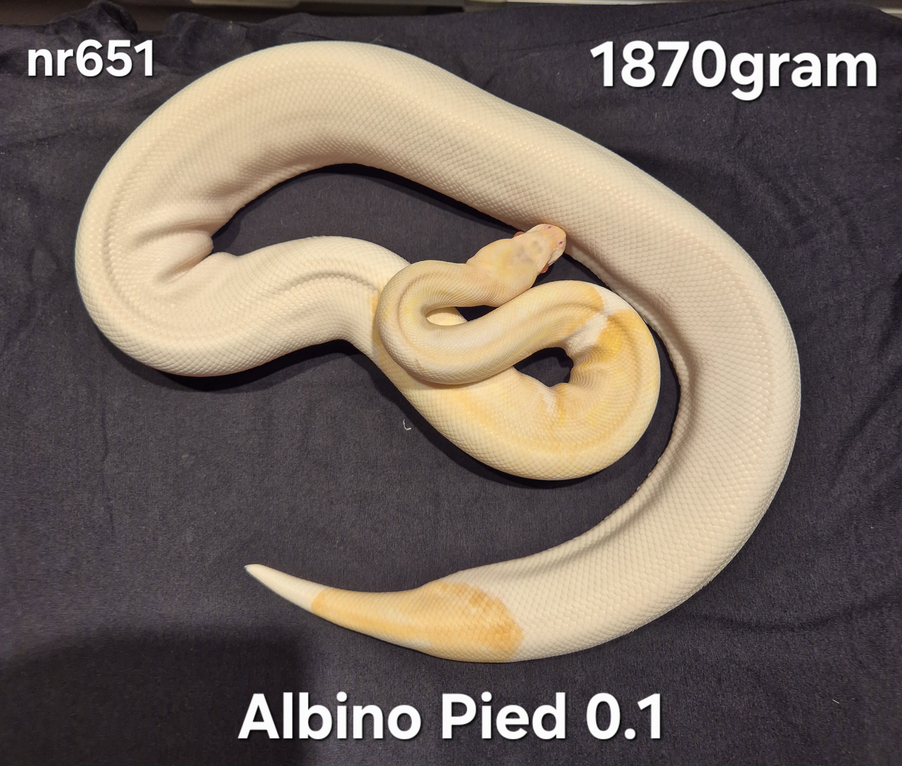 Albino Pied Proven Breeder 