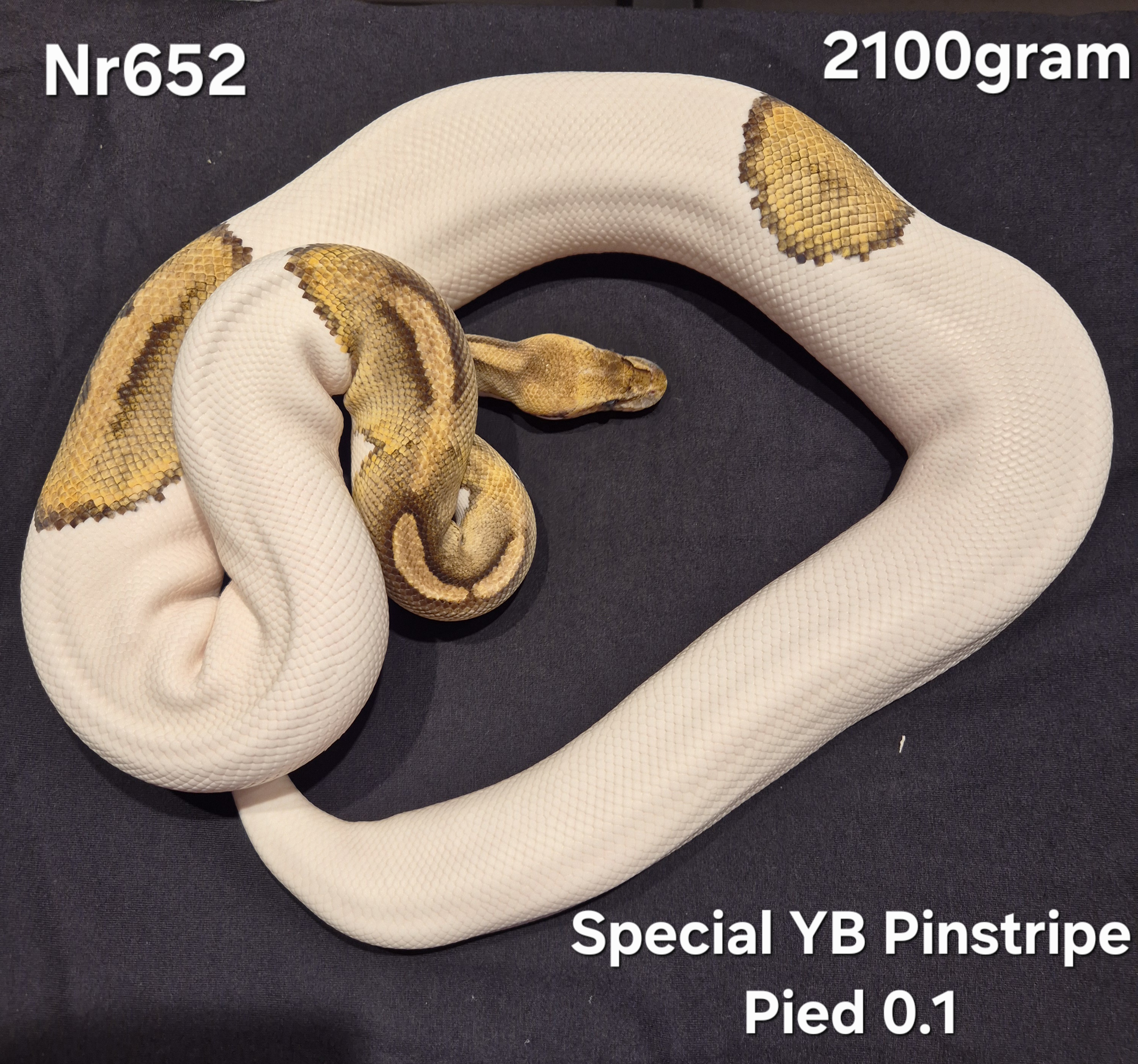 Special YB Pinstripe Pied Proven breeder 