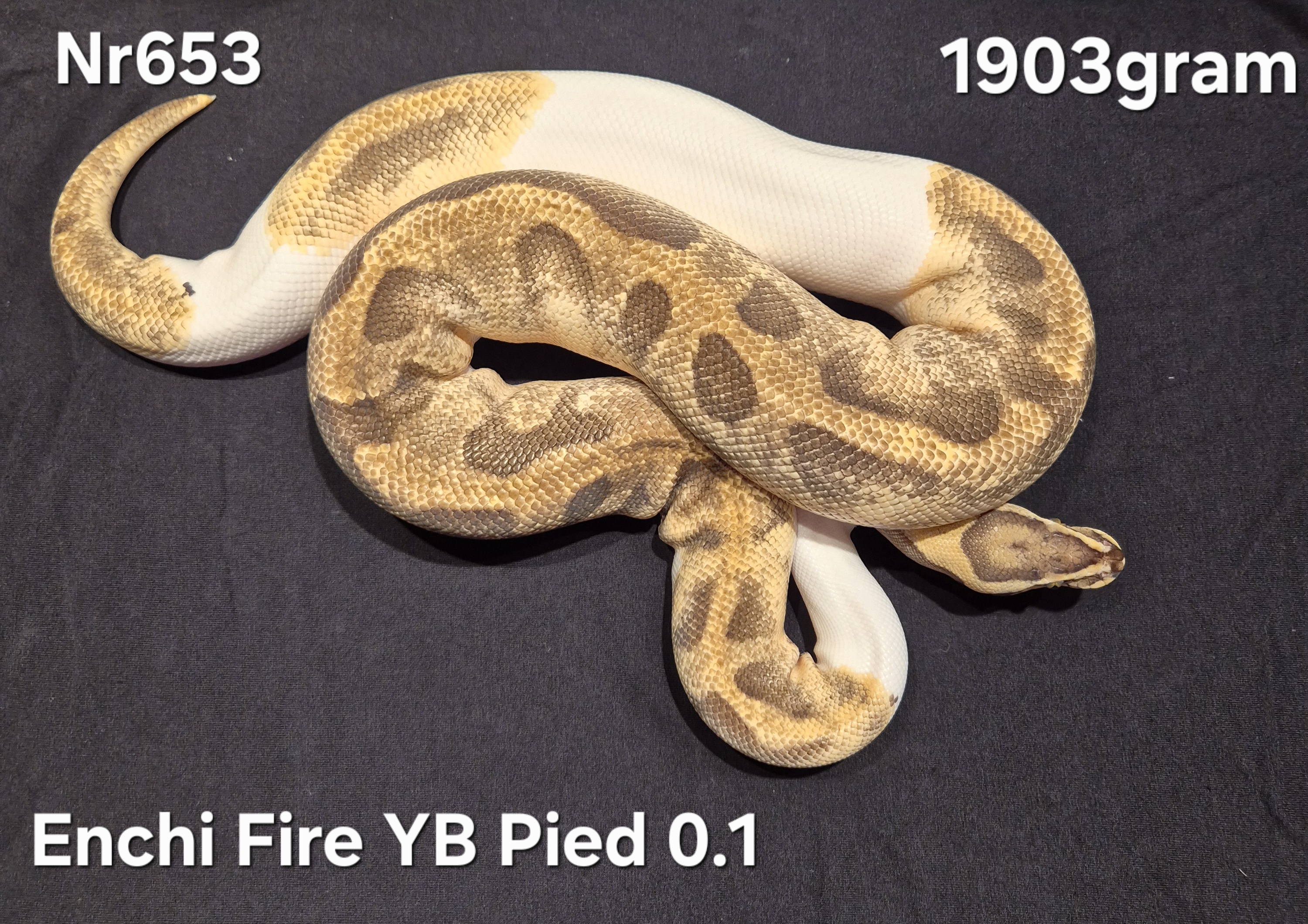 Enchi Fire YB Pied Proven Breeder 