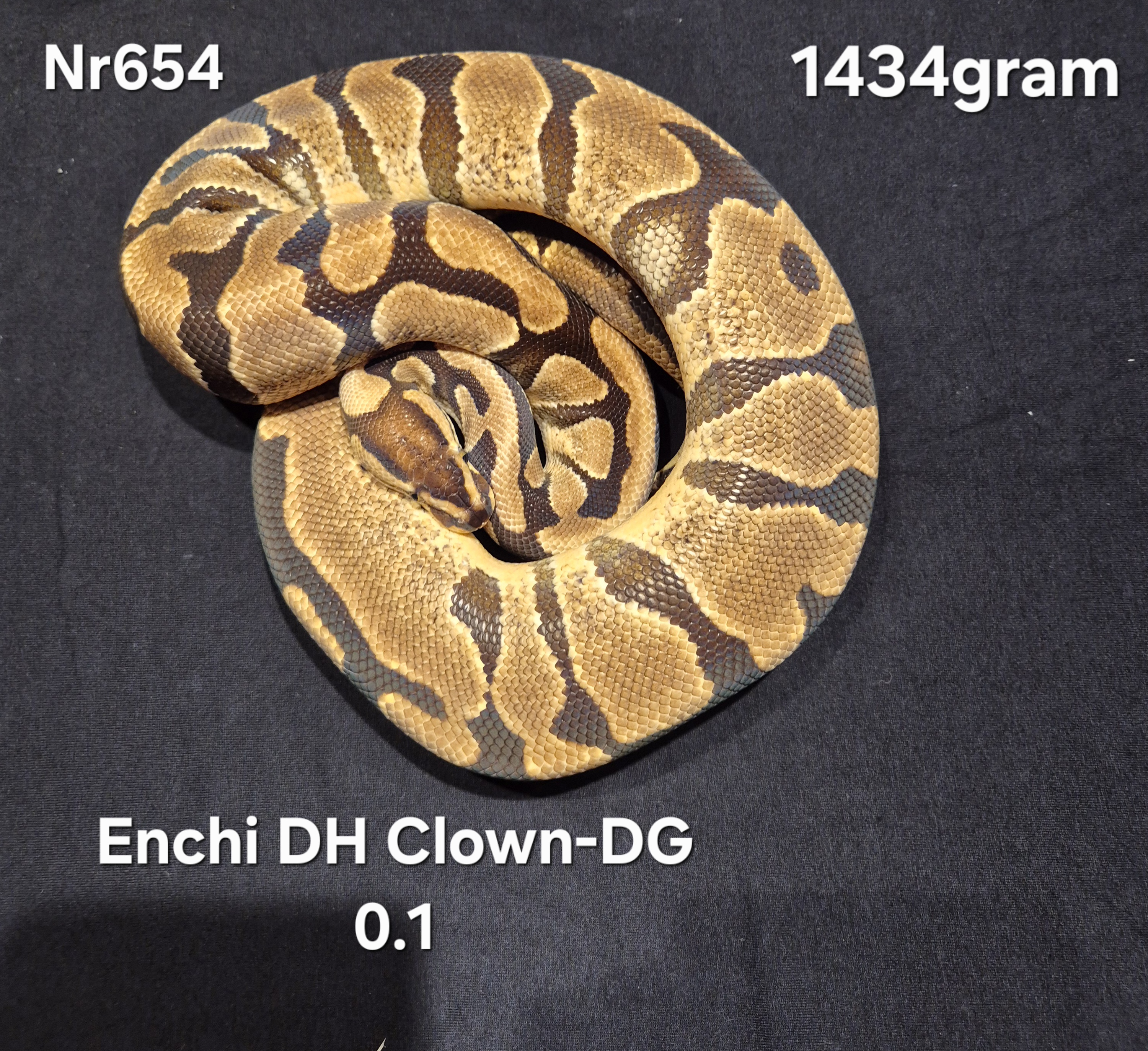 Enchi DH Clown-DG 