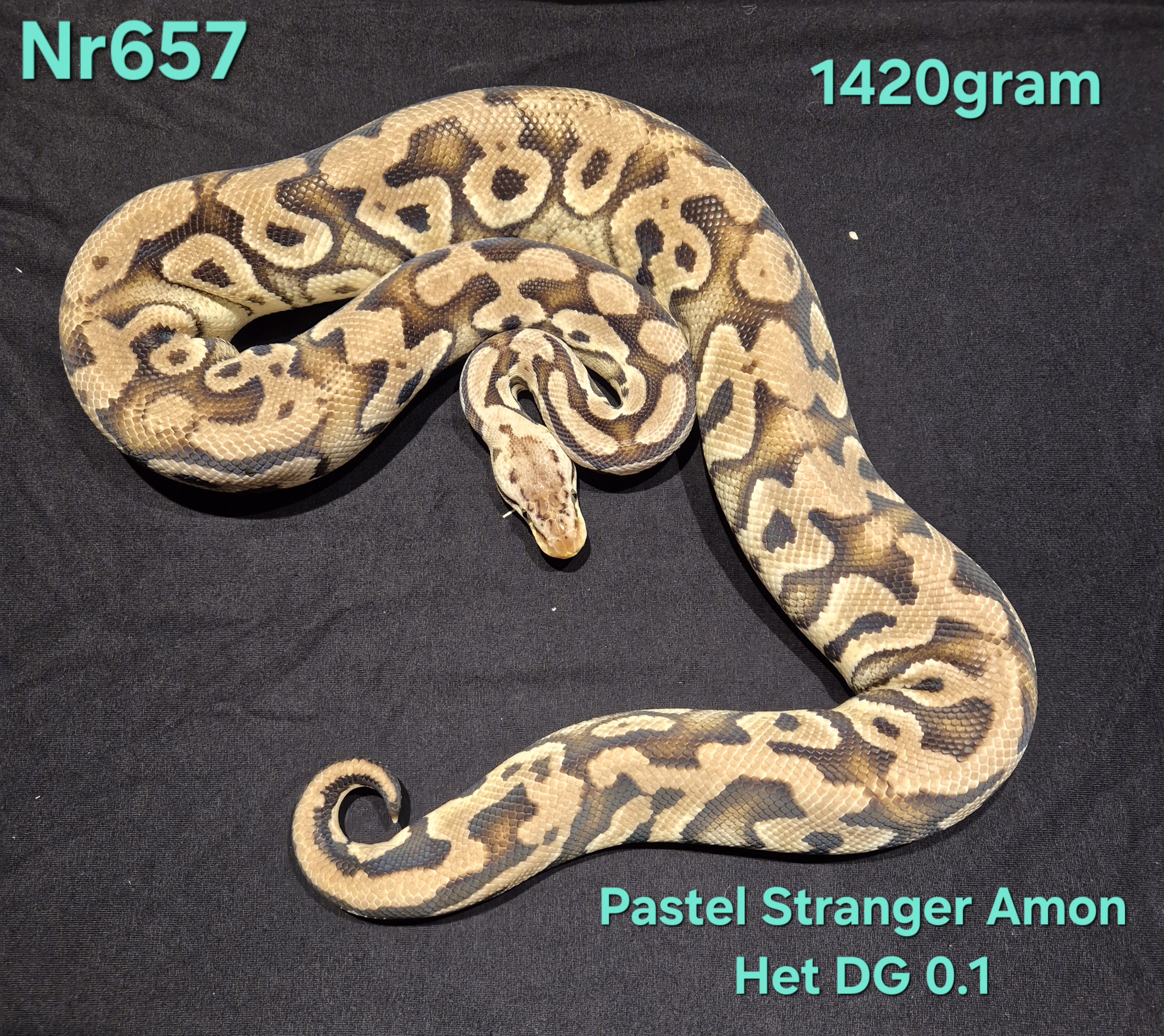 Pastel Stranger Amon Het DG